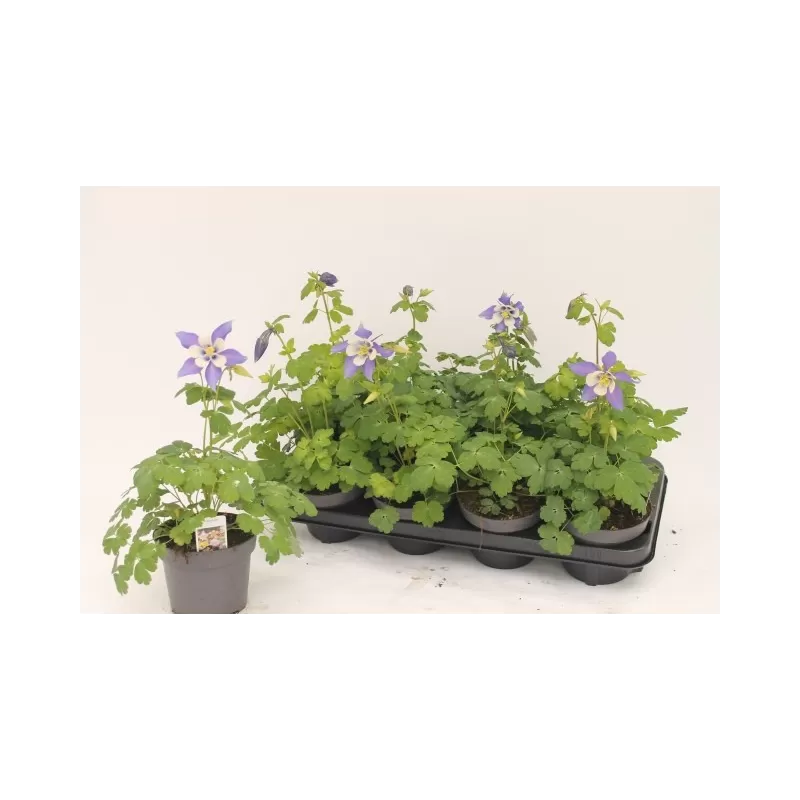 copy of Žydrasis sinavadas - Aquilegia caerulea