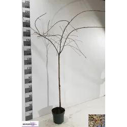 Sakura trees with home delivery