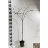 Sakura trees with home delivery