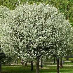 Krūminė vyšnia - Prunus eminens UMBRACULIFERA