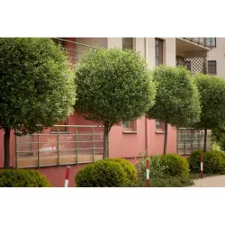Krūminė vyšnia - Prunus eminens UMBRACULIFERA