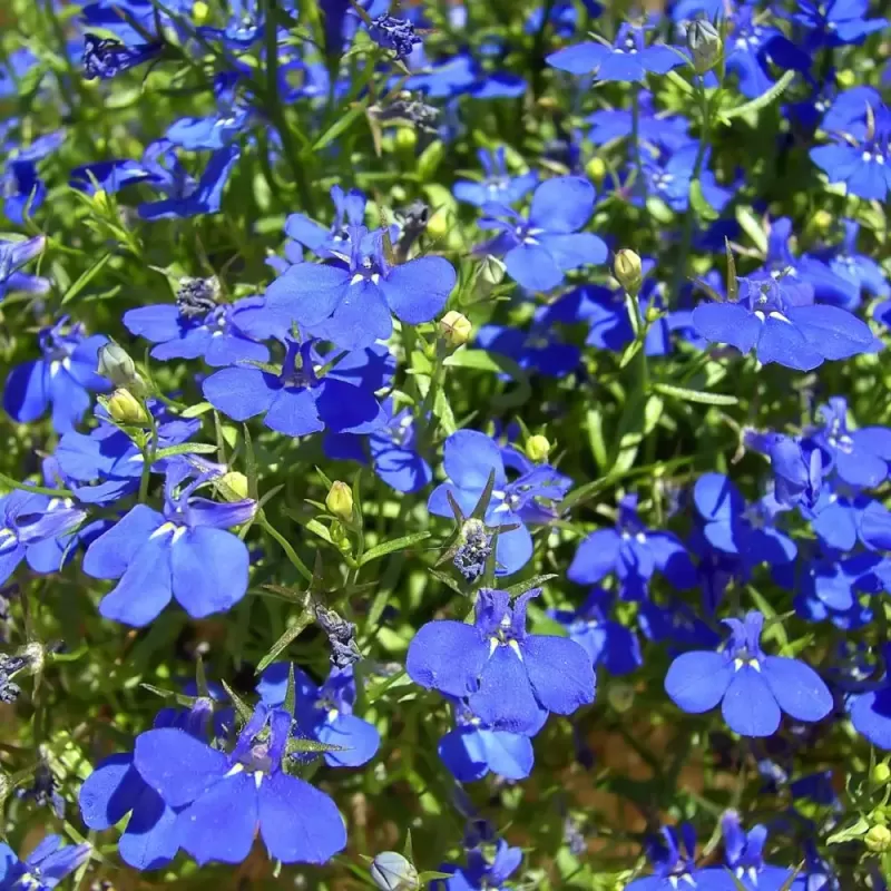 copy of Krūminė (žemaūgė) lobelija - Lobelia erinuse COMPACTA BLUE x8 PLUG (gyva foto)