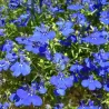 copy of Krūminė (žemaūgė) lobelija - Lobelia erinuse COMPACTA BLUE x8 PLUG (gyva foto)