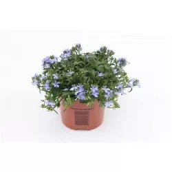 copy of Krūminė (žemaūgė) lobelija - Lobelia erinuse COMPACTA BLUE x8 PLUG (gyva foto)