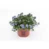 copy of Krūminė (žemaūgė) lobelija - Lobelia erinuse COMPACTA BLUE x8 PLUG (gyva foto)