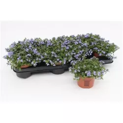 copy of Krūminė (žemaūgė) lobelija - Lobelia erinuse COMPACTA BLUE x8 PLUG (gyva foto)