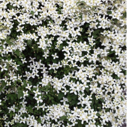 Kalninė raganė - Clematis montana wilsonii