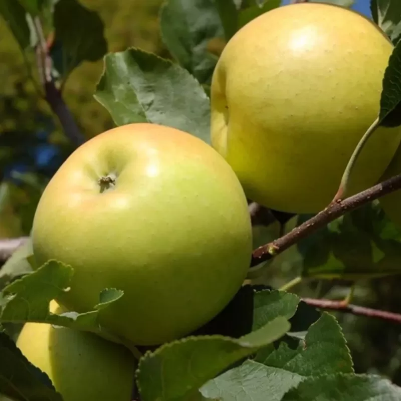 Žagarės sodų vaismedžiai internetu su pristatymu į namus