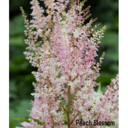 Užsisakyk augalus pavasariui jau dabar