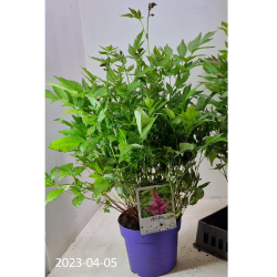 Užsisakyk augalus pavasariui jau dabar