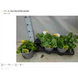 copy of Pelkinė puriena - Caltha palustris P15