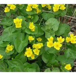 Pelkinė puriena - Caltha palustris
