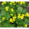 Pelkinė puriena - Caltha palustris