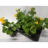 Pelkinė puriena - Caltha palustris