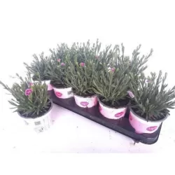 Gvazdikas - Dianthus diantica Pink Kisses