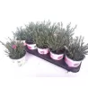 Gvazdikas - Dianthus diantica Pink Kisses