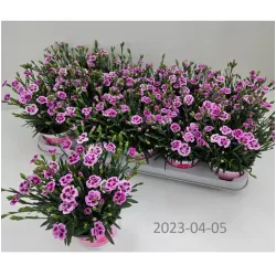 Gvazdikas - Dianthus diantica Pink Kisses
