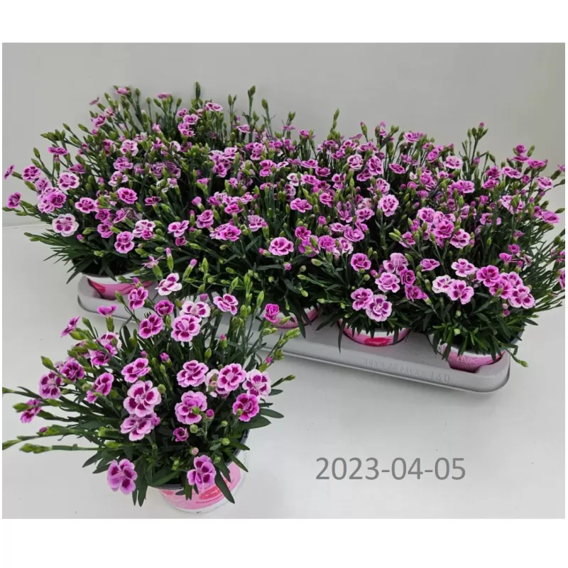 Gvazdikas - Dianthus diantica Pink Kisses
