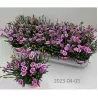 Gvazdikas - Dianthus diantica Pink Kisses