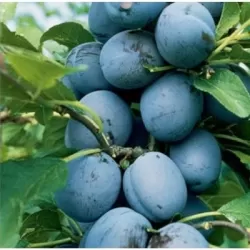 Plum - Prunus domestica FRUCA