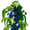 Plum - Prunus domestica FRUCA