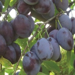 Naminė slyva - Prunus domestica FRUCA