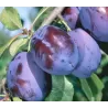 Plum - Prunus domestica FRUCA