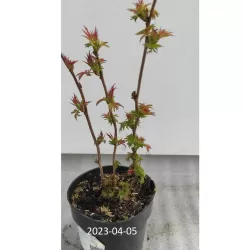 Šermukšnialapė lanksvūnė - Sorbaria sorbifolia SEM