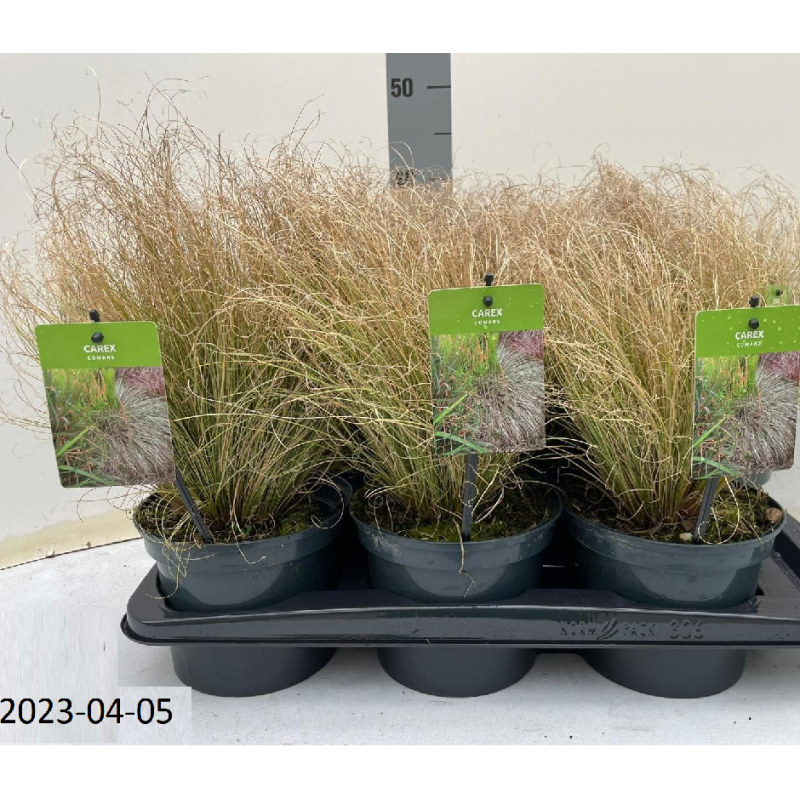 Viksva - Carex comans FROSTED CURLS