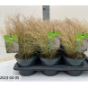 Viksva - Carex comans FROSTED CURLS