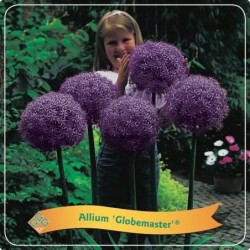 Česnakas - Allium Globemaster