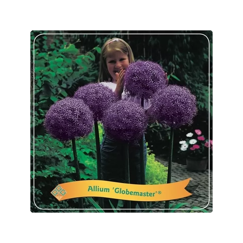 Allium Globemaster