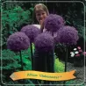 Allium Globemaster