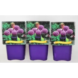 Česnakas - Allium Globemaster