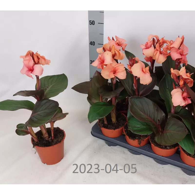 Kana - Canna Kana - Canna