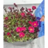 Uolaskėlė - Saxifraga arendsii PIXIE RED