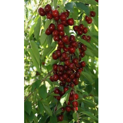 Sweet cherry - Prunus avium HELENE
 Container-P9 C0.5 Height-20-30CM Graft-Gisela 5