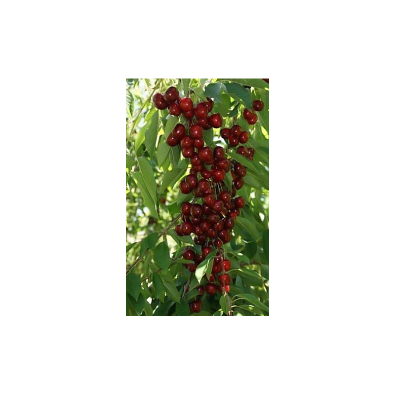 Sweet cherry - Prunus avium HELENE