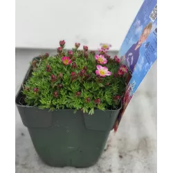 Uolaskėlė - Saxifraga arendsii PIXIE PINK