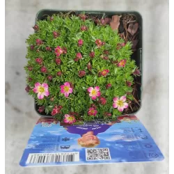 Uolaskėlė - Saxifraga arendsii PIXIE PINK