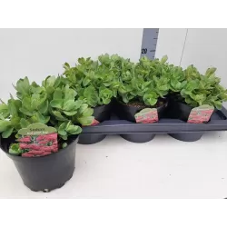 Šilokas - Sedum HERBSTFREUDE