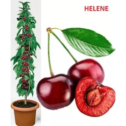 Sweet cherry - Prunus avium HELENE