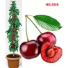 Sweet cherry - Prunus avium HELENE
