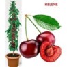 Koloninė trešnė - Prunus avium HELENE