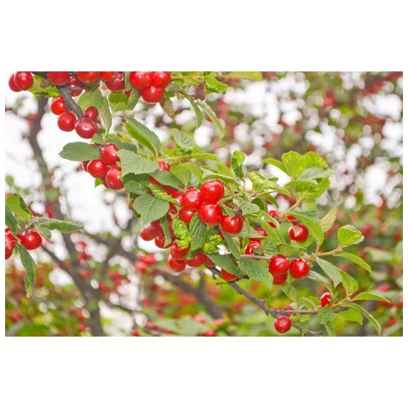 Pūkuotųjų vyšnių komplektas maksimaliam derliui