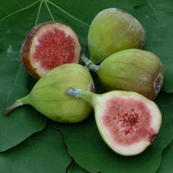 The Fig - Ficus carica BORNHOLM