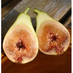 The Fig - Ficus carica BORNHOLM