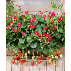 Braškė (remontantinė) EVE'S DELIGHT ('Ievos džiaugsmas') -  Fragaria x ananassa 11Ø 20cm