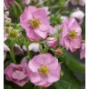 Braškė (remontantinė) EVE'S DELIGHT ('Ievos džiaugsmas') -  Fragaria x ananassa 11Ø 20cm