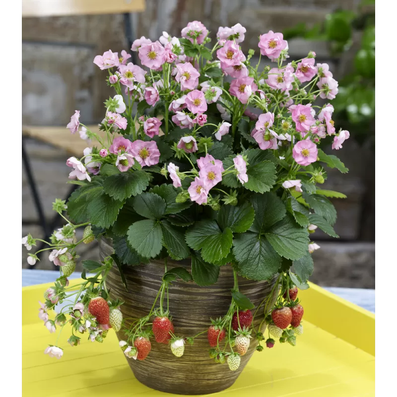 Braškė (remontantinė) EVE'S DELIGHT ('Ievos džiaugsmas') -  Fragaria x ananassa 11Ø 20cm